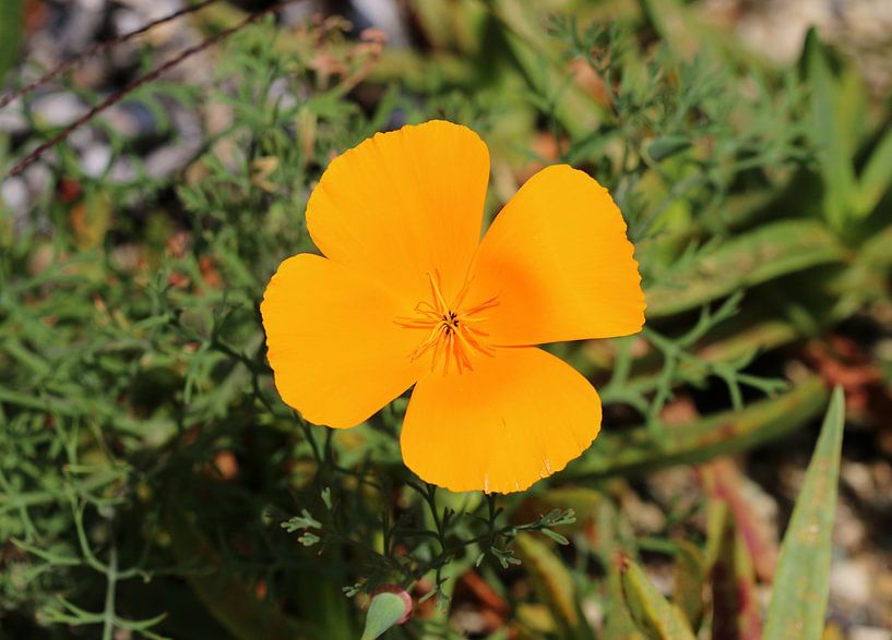 Kalifornischer Mohn von Matthias Brix