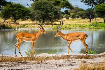 Impala's in tanzania van Danny D'hulster