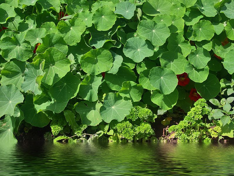 Nasturtium van Edgar Schermaul