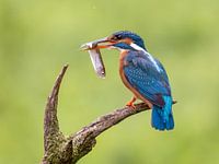 Martin-pêcheur sur une branche avec un poisson