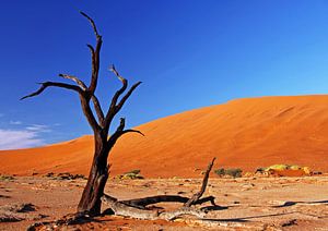Dead Vlei Namibia sur W. Woyke