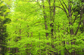 When the lush greenery explodes in springtime by AS Photography