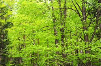 Wenn im Frühling das üppige Grün in voller Pracht erblüht