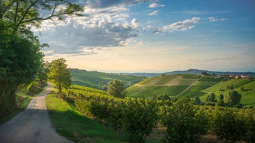 Langhe panoramic landscape with vineyards and hazelnut grove