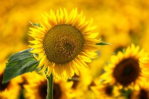 Sonnenblumen 01