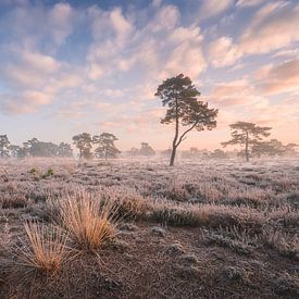 Landschapsfoto met graspol en bomen op de heide | Zonsopkomst op de Veluwe van Marijn Alons