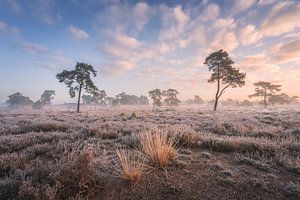 Landschaftsfoto mit Gras und Bäumen auf der Heide | Sonnenaufgang auf der Veluwe von Marijn Alons