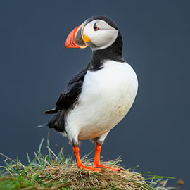 Puffin