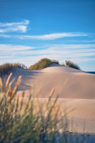 pristine dunes on the Danish North Sea