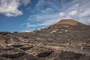 Wijngaard in de streek La Geria op Lanzarote