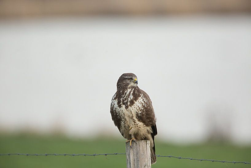 Buzzard on pole. by Erik de Rijk