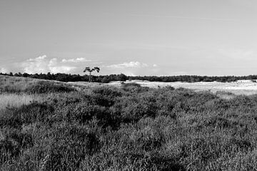 Heide op een zandvlakte in zwart-wit