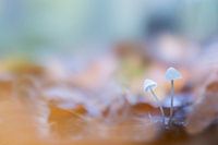 Grass clinging mycena is a super small white mushroom.