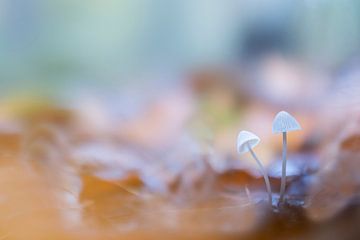 Graskleefsteelmycena is een super kleine witte paddenstoel. van Lieke van Grinsven van Aarle