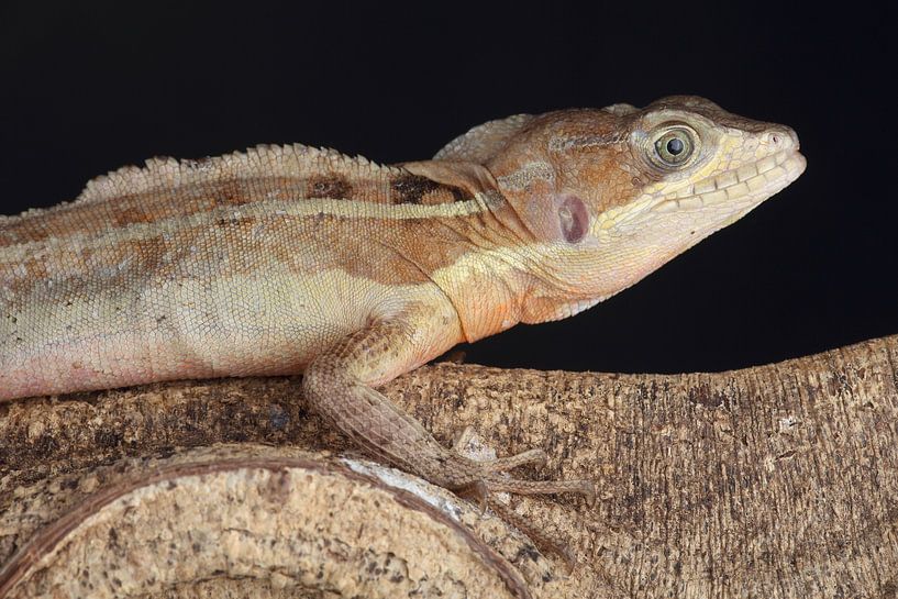 Helmbasilisk (Basiliscus basiliscus) von Ronald Pol