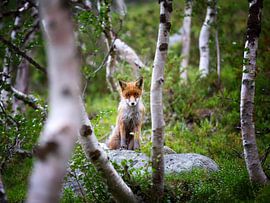 Renard roux sur Dieter Meyrl
