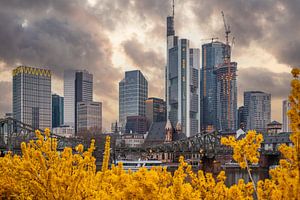 Gelbe Blüten am Main in Frankfurt vor der Skyline