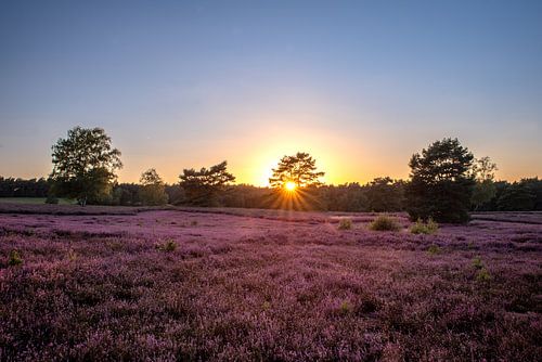 Fleur de bruyère au coucher du soleil