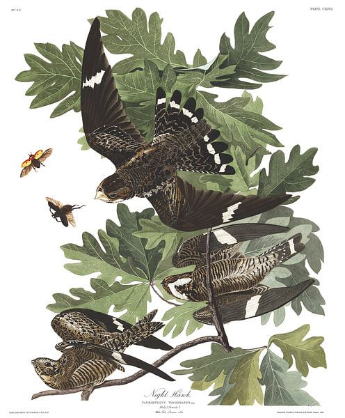 Night Hawk van Birds of America