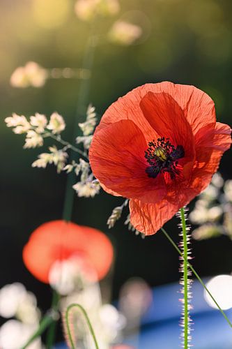 Poppy in the morning light