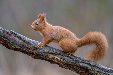 Eekhoorn in het bos. van Marcel Kieffer