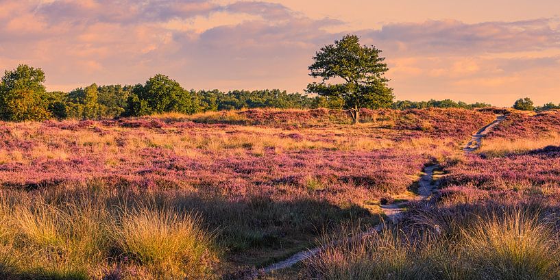 Les dunes de Gasterse en fleurs par Henk Meijer Photography