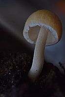 Pilz