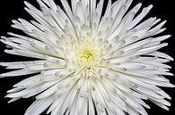 Chrysanthème par Tanja van Beuningen Aperçu