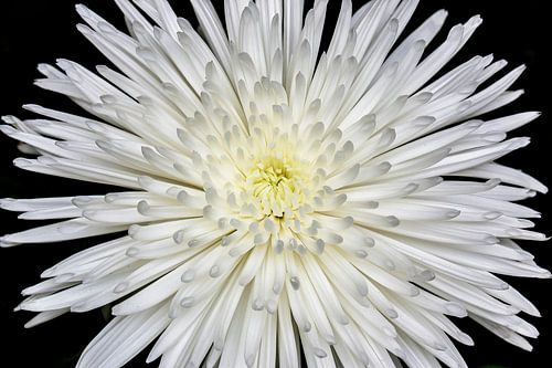 Chrysant / Chrysanthemum