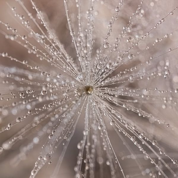 Een stralend vierkantje met druppels in natuurlijke kleuren van Marjolijn van den Berg