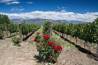 Roses in vineyard near Mendoza, Argentina