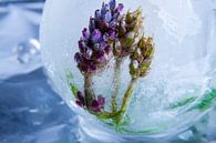 Lavendel in kristallklarem Eis 2 von Marc Heiligenstein Miniaturansicht