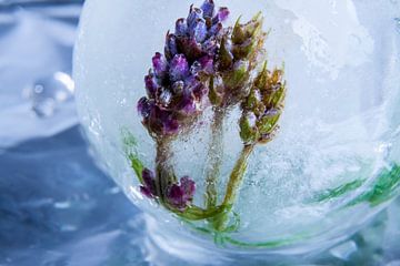 Lavender in crystal clear ice 2 by Marc Heiligenstein