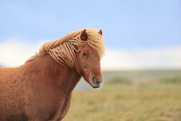 IJslands paard in een weide van Frank Fichtmüller