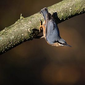 Nuthatch on a branch in the Veluwe forest by Martin Hendriks