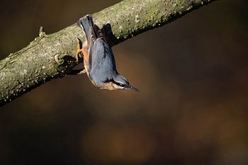 Nuthatch on a branch in the Veluwe forest