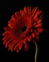 Oranje Gerbera tegen een donkere achtergrond