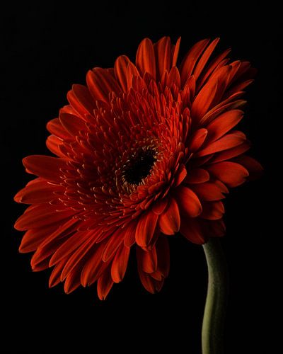 Gerbera orange sur fond sombre