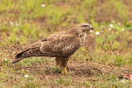 Mäusebussard (Buteo buteo)