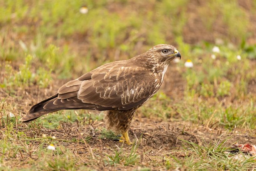 Buzzard (Buteo buteo) by Gert Hilbink