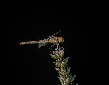 Libelle