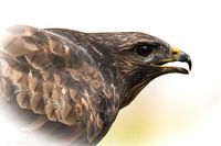 Portrait of a Buzzard