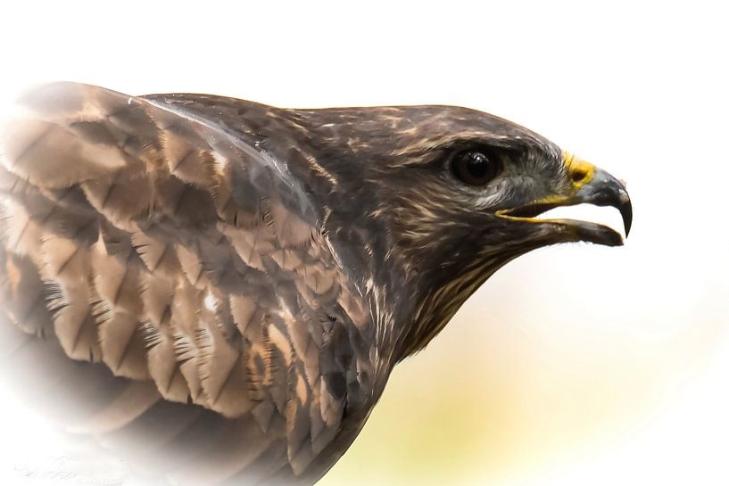Portrait of a Buzzard by Rob Jansen