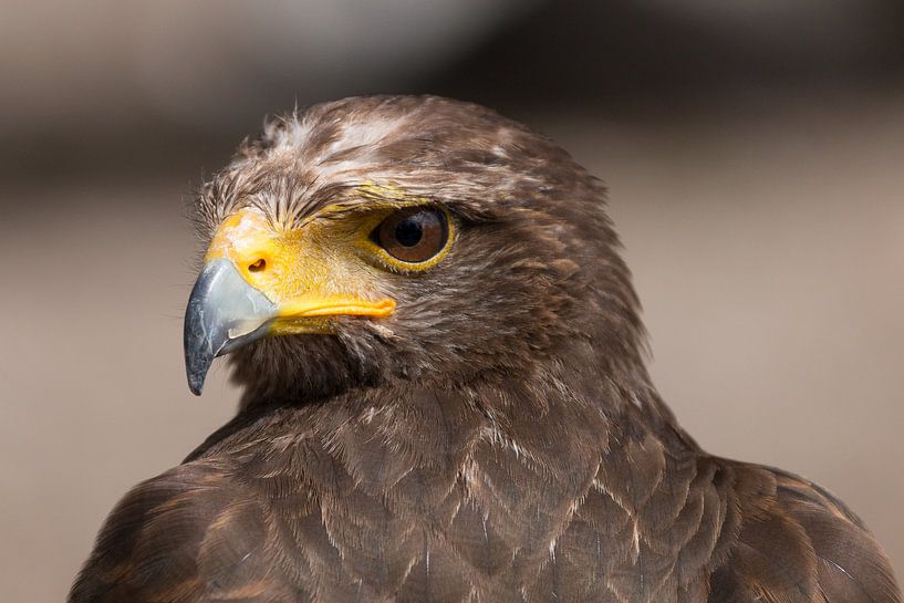 Eagle von A. Oskam