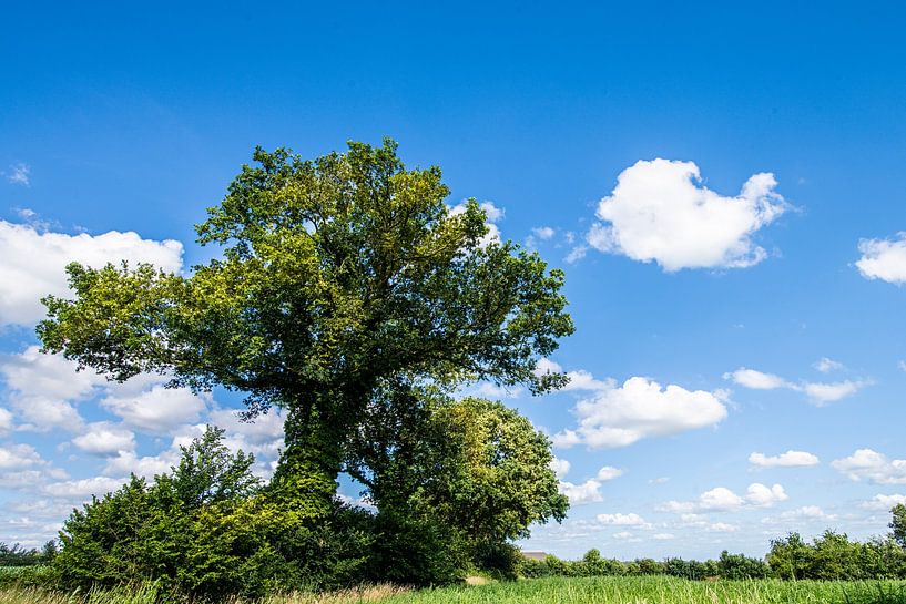 Old tree in Drente by Brian Morgan