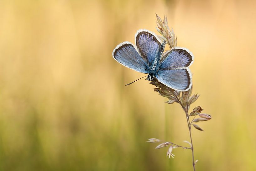 Vlinder, Heideblauwtje van Aukje Ploeg