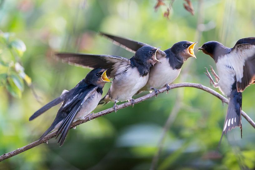 Young swallows feeding moment. by Bas Groenendijk