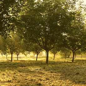 Morning sun in the walnut grove by Shot it fotografie