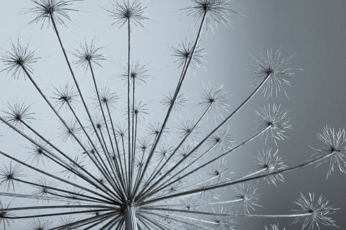 Reuze Berenklauw als kunst