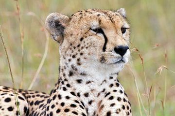 Cheetah van Angelika Stern